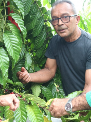 Para impulsionar a venda do café cultivado por cafeicultores da Associação dos Produtores Nossa Senhora do Perpétuo Socorro, situada na Vila de Balbina, em Presidente Figueiredo (a 117 quilômetros de Manaus), a Agência de Desenvolvimento Sustentável do Amazonas (ADS) fez visita técnica à região na segunda-feira (24), visando avaliar a capacidade produtiva e as técnicas empregadas pelos agricultores.