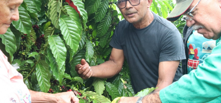 Para impulsionar a venda do café cultivado por cafeicultores da Associação dos Produtores Nossa Senhora do Perpétuo Socorro, situada na Vila de Balbina, em Presidente Figueiredo (a 117 quilômetros de Manaus), a Agência de Desenvolvimento Sustentável do Amazonas (ADS) fez visita técnica à região na segunda-feira (24), visando avaliar a capacidade produtiva e as técnicas empregadas pelos agricultores.